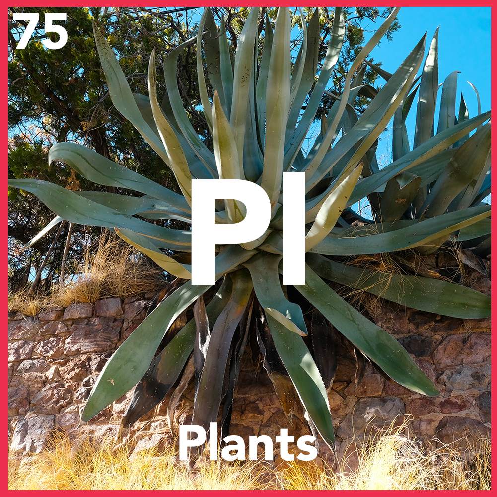 Plants of Bisbee