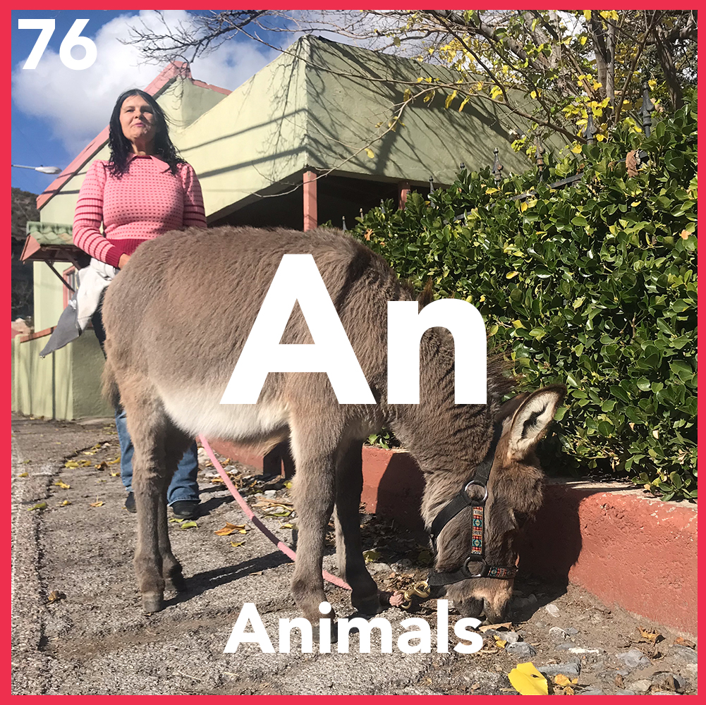 What Animals Live in Bisbee?