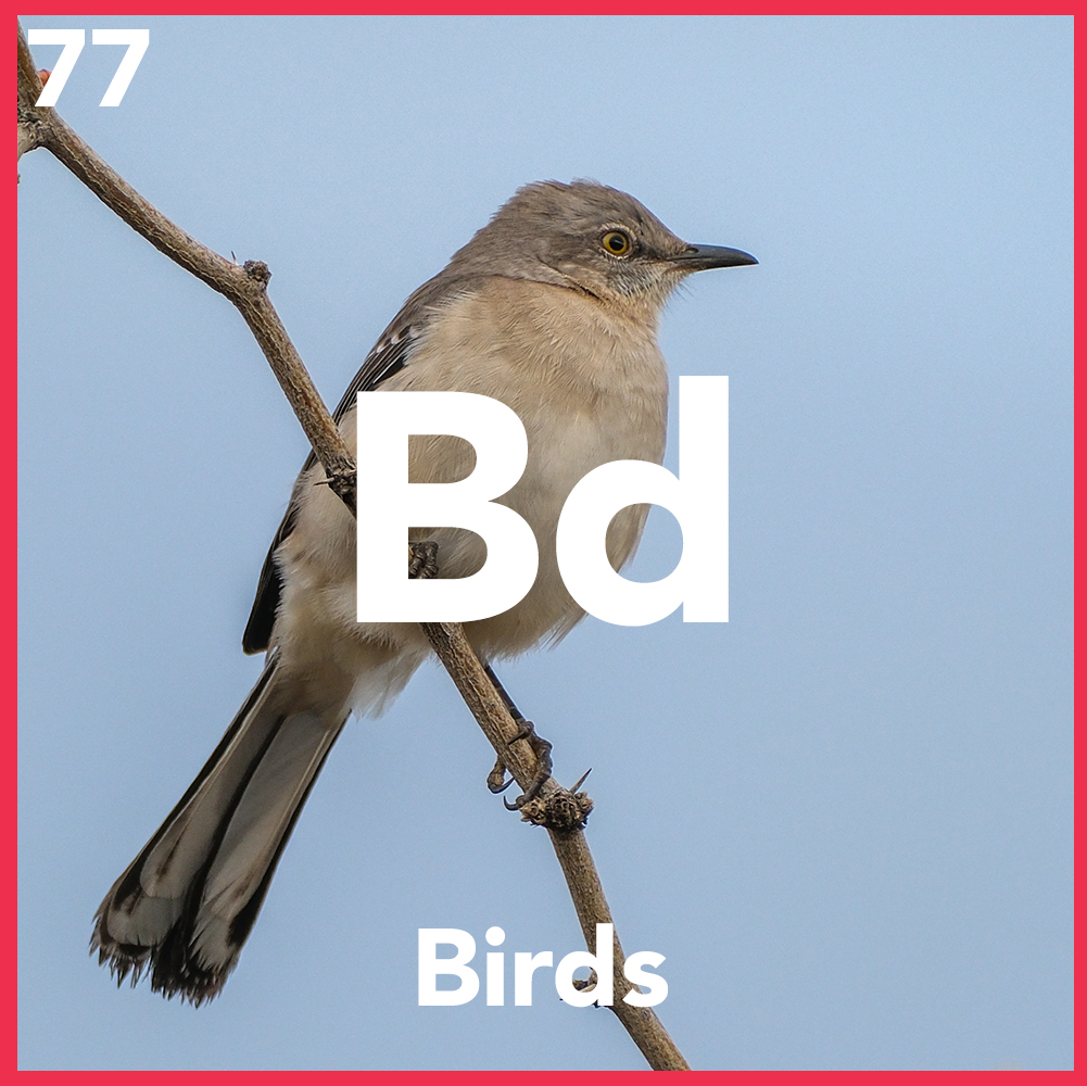 Birds in Bisbee