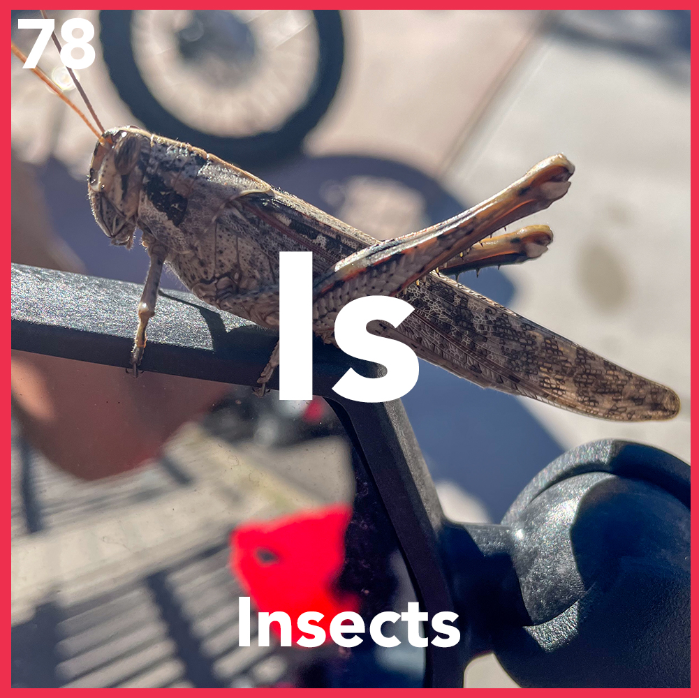 Bisbee’s Weirdest Insects